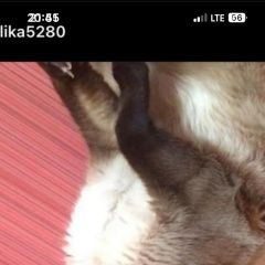 Подробнее об объявлении «Пропал кот ищем 2котов Якутск» Фото: пропала кошка  «Пропал кот ищем 2котов Якутск» в г. Якутск