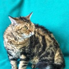 Подробнее об объявлении «Майкоп (Адыгея) Пропал кот мальчик-котик» Фото: пропала кошка Селкирк-рекс «Майкоп (Адыгея) Пропал кот мальчик-котик» в г. Майкоп (Адыгея)