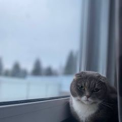 Подробнее об объявлении «Пропала кошка сенькино-секерино Апрелевка» Фото: пропала кошка  «Пропала кошка сенькино-секерино Апрелевка» в г. Апрелевка