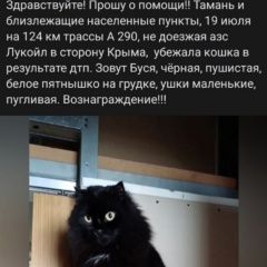 Подробнее об объявлении «Пропала кошка повторно Темрюк» Фото: пропала кошка  «Пропала кошка повторно Темрюк» в г. Темрюк