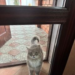 Подробнее об объявлении «Железнодорожный (Московск.) Пропал кот.» Фото: пропала кошка  «Железнодорожный (Московск.) Пропал кот.» в г. Железнодорожный (Московск.)