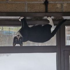 Подробнее об объявлении «Пропал кот Санкт-Петербург» Фото: пропала кошка  «Пропал кот Санкт-Петербург» в г. Санкт-Петербург