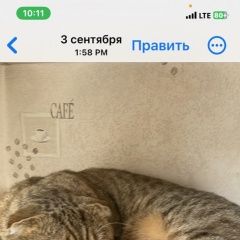 Подробнее об объявлении «Пропал кот люди взяли себе для вязки и к Белогорск Крым» Фото: пропала кошка  «Пропал кот люди взяли себе для вязки и к...» в г. Белогорск Крым