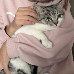 Подробнее об объявлении «Конаково Пропала кошка кошечка 6 месяцев» Фото: пропала кошка  «Конаково Пропала кошка кошечка 6 месяцев» в г. Конаково