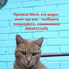 Подробнее об объявлении «Пропала кошка. на ул. плещеева Москва» Фото: пропала кошка  «Пропала кошка. на ул. плещеева Москва» в г. Москва
