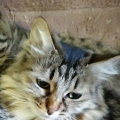 Подробнее об объявлении «Пропала кошка Оренбург» Фото: пропала кошка  «Пропала кошка Оренбург» в г. Оренбург