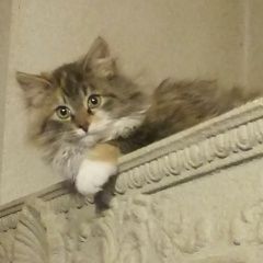 Подробнее об объявлении «Мытищи Пропала кошка» Фото: пропала кошка Сибирская кошка «Мытищи Пропала кошка» в г. Мытищи