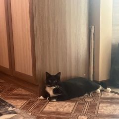 Подробнее об объявлении «Севастополь Пропал кот» Фото: пропала кошка  «Севастополь Пропал кот» в г. Севастополь