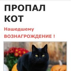 Подробнее об объявлении «Нахабино Пропал кот вознаграждение» Фото: пропала кошка  «Нахабино Пропал кот вознаграждение» в г. Нахабино