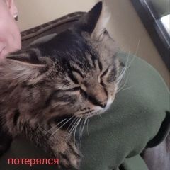 Подробнее об объявлении «Майкоп (Адыгея) Пропал кот» Фото: пропала кошка  «Майкоп (Адыгея) Пропал кот» в г. Майкоп (Адыгея)