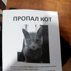 Подробнее об объявлении «Пропал кот в поселке ростоши Оренбург» Фото: пропала кошка  «Пропал кот в поселке ростоши Оренбург» в г. Оренбург