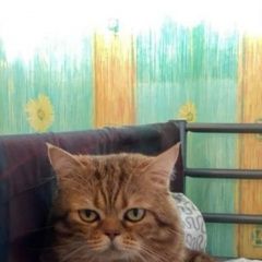 Подробнее об объявлении «Пропал кот макс. помогите. Можайск» Фото: пропала кошка  «Пропал кот макс. помогите. Можайск» в г. Можайск