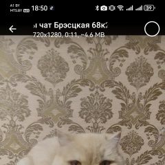 Подробнее об объявлении «Пропала кошка Минск» Фото: пропала кошка  «Пропала кошка Минск» в г. Минск