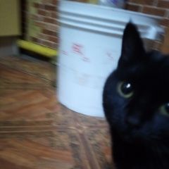 Подробнее об объявлении «Пропал кот хз Кемерово» Фото: пропала кошка Абиссинская кошка «Пропал кот хз Кемерово» в г. Кемерово