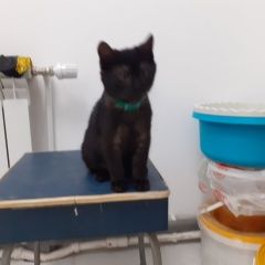 Подробнее об объявлении «Курск Пропал кот» Фото: пропала кошка  «Курск Пропал кот» в г. Курск