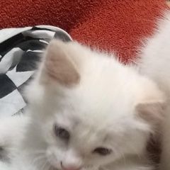 Подробнее об объявлении «Астрахань Пропала кошка кошечка» Фото: пропала кошка  «Астрахань Пропала кошка кошечка» в г. Астрахань