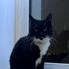 Подробнее об объявлении «Подольск Пропала кошка» Фото: пропала кошка  «Подольск Пропала кошка» в г. Подольск