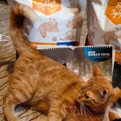 Подробнее об объявлении «Пропал кот рыжий кот Симферополь» Фото: пропала кошка  «Пропал кот рыжий кот Симферополь» в г. Симферополь