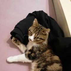 Подробнее об объявлении «Пропал кот Брест Брестская обл.» Фото: пропала кошка  «Пропал кот Брест Брестская обл.» в г. Брест Брестская обл.