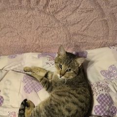 Подробнее об объявлении «Караганда Пропал кот» Фото: пропала кошка  «Караганда Пропал кот» в г. Караганда