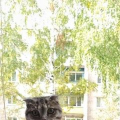 Подробнее об объявлении «Конаково Пропал кот» Фото: пропала кошка Британская короткошерстная кошка «Конаково Пропал кот» в г. Конаково