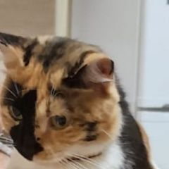 Подробнее об объявлении «Пропала кошка зовут маруся Сочи» Фото: пропала кошка  «Пропала кошка зовут маруся Сочи» в г. Сочи