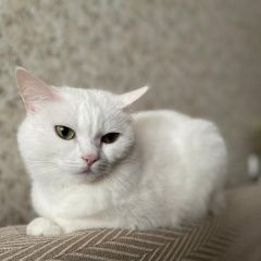 Подробнее об объявлении «Пропала кошка белая кошечка Борисоглебск» Фото: пропала кошка  «Пропала кошка белая кошечка Борисоглебск» в г. Борисоглебск