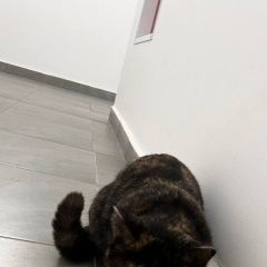 Подробнее об объявлении «Пропала кошка нашёл кошку на улице Красноярск» Фото: пропала кошка  «Пропала кошка нашёл кошку на улице Красноярск» в г. Красноярск