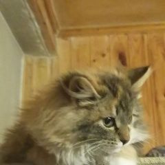 Подробнее об объявлении «Мытищи Пропала кошка рыже-белая с темными пятнами» Фото: пропала кошка Сибирская кошка «Мытищи Пропала кошка рыже-белая с темными пятнами» в г. Мытищи