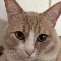 Подробнее об объявлении «Ставрополь Пропал кот» Фото: пропала кошка  «Ставрополь Пропал кот» в г. Ставрополь