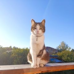 Подробнее об объявлении «Пропала кошка потерялась кошка, имя чичи, 4 года, на н Москва» Фото: пропала кошка  «Пропала кошка потерялась кошка, имя чичи, 4...» в г. Москва