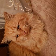 Подробнее об объявлении «Пропал котик аркадий Северская» Фото: пропала кошка  «Пропал котик аркадий Северская» в г. Северская