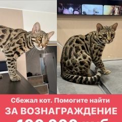 Подробнее об объявлении «Пропала кошка сбежал в районе энка Краснодар» Фото: пропала кошка Бенгальская кошка «Пропала кошка сбежал в районе энка Краснодар» в г. Краснодар