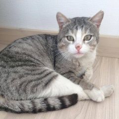 Подробнее об объявлении «Пропал кот Екатеринбург» Фото: пропала кошка  «Пропал кот Екатеринбург» в г. Екатеринбург