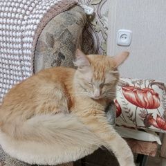 Подробнее об объявлении «Витебск Пропал кот рыжий кот» Фото: пропала кошка  «Витебск Пропал кот рыжий кот» в г. Витебск