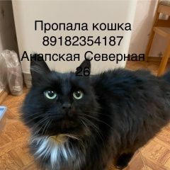 Подробнее об объявлении «Пропала кошка ст анапская ул северная 26 Анапа» Фото: пропала кошка  «Пропала кошка ст анапская ул северная 26 Анапа» в г. Анапа