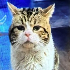 Подробнее об объявлении «Пропал кот Энгельс» Фото: пропала кошка Британская короткошерстная кошка «Пропал кот Энгельс» в г. Энгельс