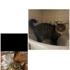 Подробнее об объявлении «Пропал кот Краснодар» Фото: пропала кошка  «Пропал кот Краснодар» в г. Краснодар
