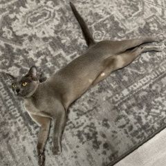 Подробнее об объявлении «Адлер Пропала кошка помогите пожалуйста найти» Фото: пропала кошка Бурма «Адлер Пропала кошка помогите пожалуйста найти» в г. Адлер