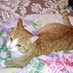 Подробнее об объявлении «Пропал кот рыжий кот Красково» Фото: пропала кошка  «Пропал кот рыжий кот Красково» в г. Красково