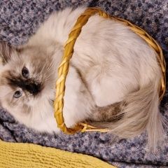 Подробнее об объявлении «Конаково Пропала кошка за вознаграждение» Фото: пропала кошка Невская маскарадная «Конаково Пропала кошка за вознаграждение» в г. Конаково