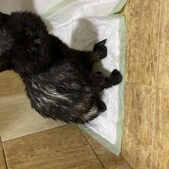 Подробнее об объявлении «Пропал кот помогите найти котика за вознаграждение Краснодар» Фото: пропала кошка  «Пропал кот помогите найти котика за...» в г. Краснодар