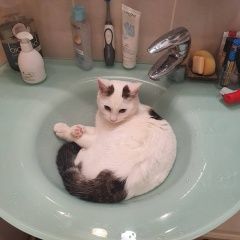 Подробнее об объявлении «Чехов Пропал кот» Фото: пропала кошка  «Чехов Пропал кот» в г. Чехов