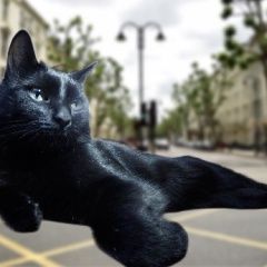 Подробнее об объявлении «Пропал котейка дворянин Новороссийск» Фото: пропала кошка  «Пропал котейка дворянин Новороссийск» в г. Новороссийск