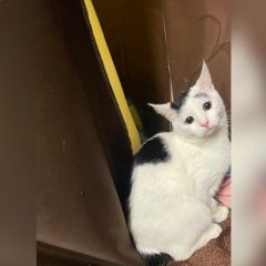 Подробнее об объявлении «Пропала кошка Ульяновск» Фото: пропала кошка  «Пропала кошка Ульяновск» в г. Ульяновск