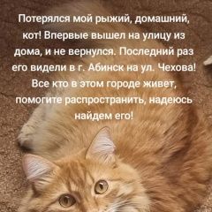 Подробнее об объявлении «Абинск Пропал кот» Фото: пропала кошка  «Абинск Пропал кот» в г. Абинск