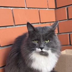 Подробнее об объявлении «Новая Усмань Пропал кот» Фото: пропала кошка Сибирская кошка «Новая Усмань Пропал кот» в г. Новая Усмань