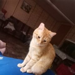 Подробнее об объявлении «Пропал кот Нижний Новгород» Фото: пропала кошка  «Пропал кот Нижний Новгород» в г. Нижний Новгород