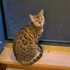 Подробнее об объявлении «Пропала кошка дуся Троицк» Фото: пропала кошка Бенгальская кошка «Пропала кошка дуся Троицк» в г. Троицк