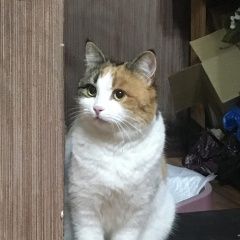 Подробнее об объявлении «Пропала кошка Азов» Фото: пропала кошка  «Пропала кошка Азов» в г. Азов